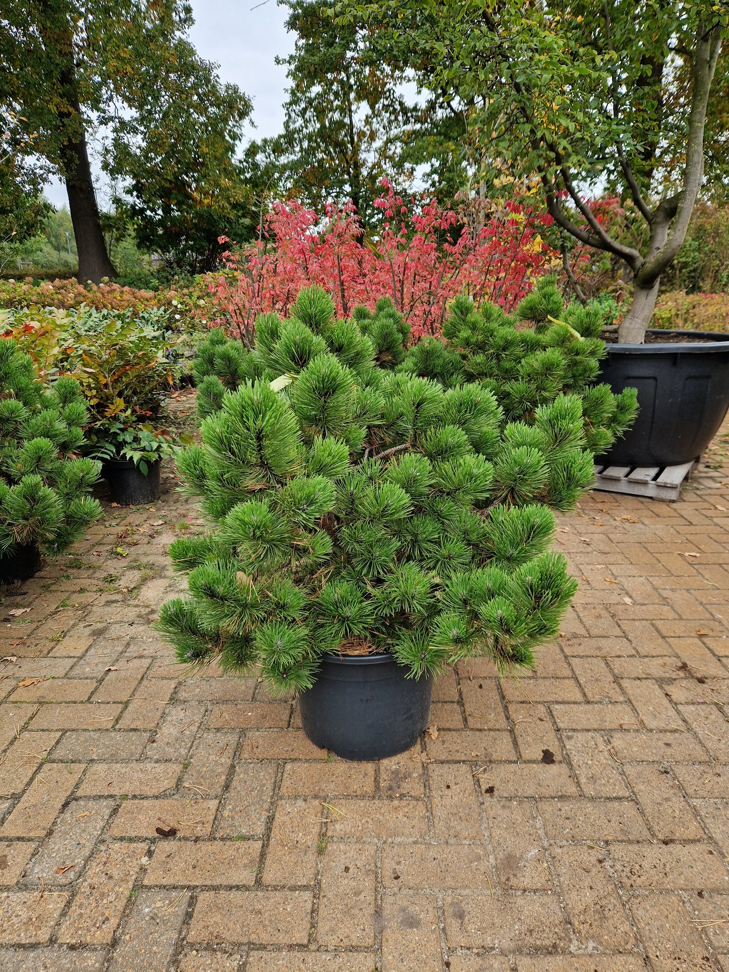 Pinus nigra Hornibrookiana 70-80cm