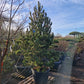 Pinus heldrechii Bosnische pijnboom 250-300cm