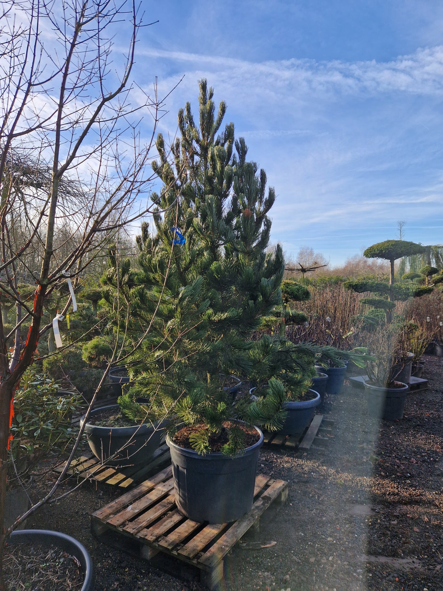 Pinus heldrechii Bosnische pijnboom 250-300cm