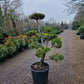 Pinus sylvestris Bonsai 1.5