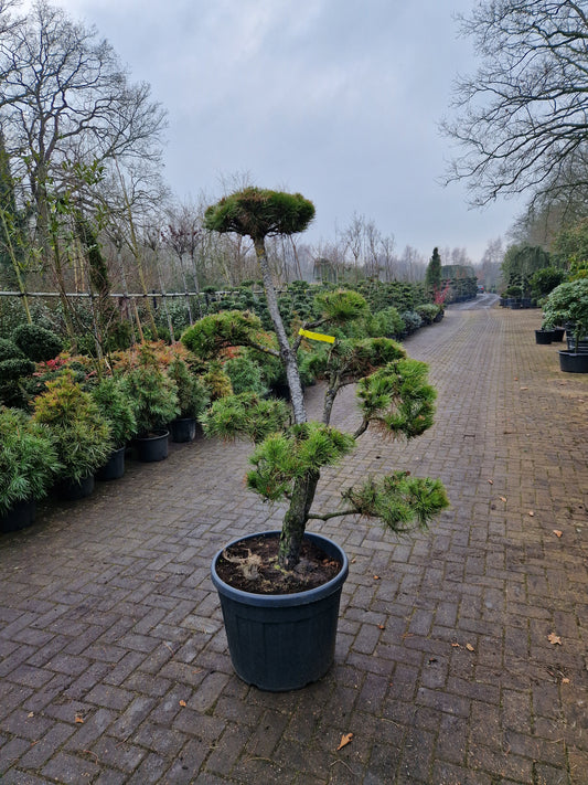 Pinus sylvestris Bonsai 1.5