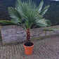 Trachycarpus Fortunei 150-175cm XXL Palm