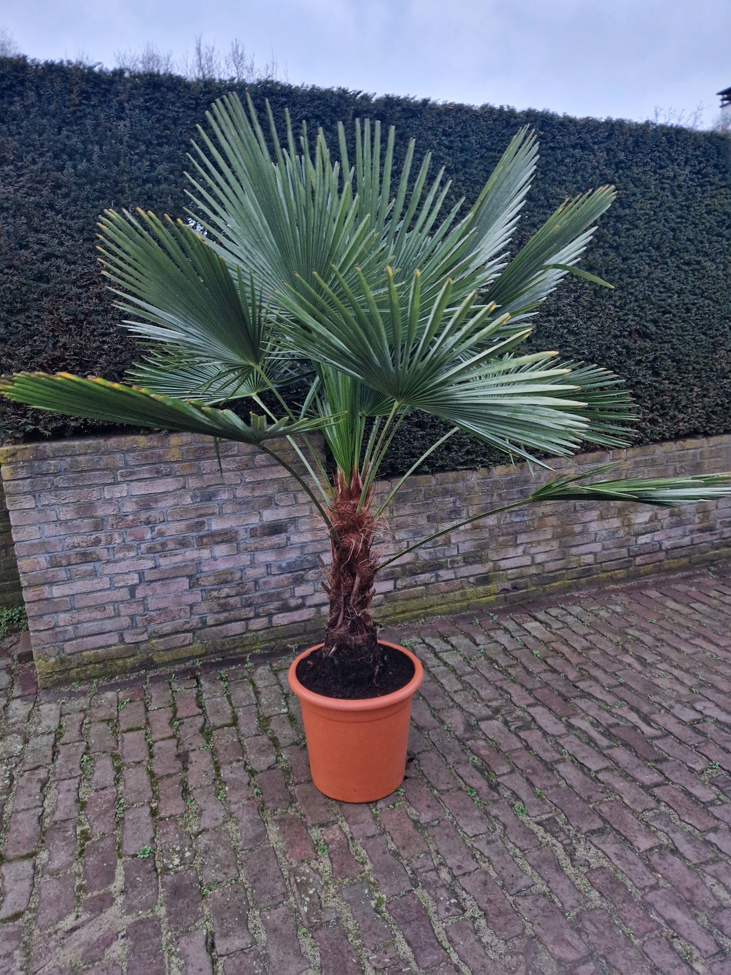 Trachycarpus Fortunei 150-175cm XXL Palm