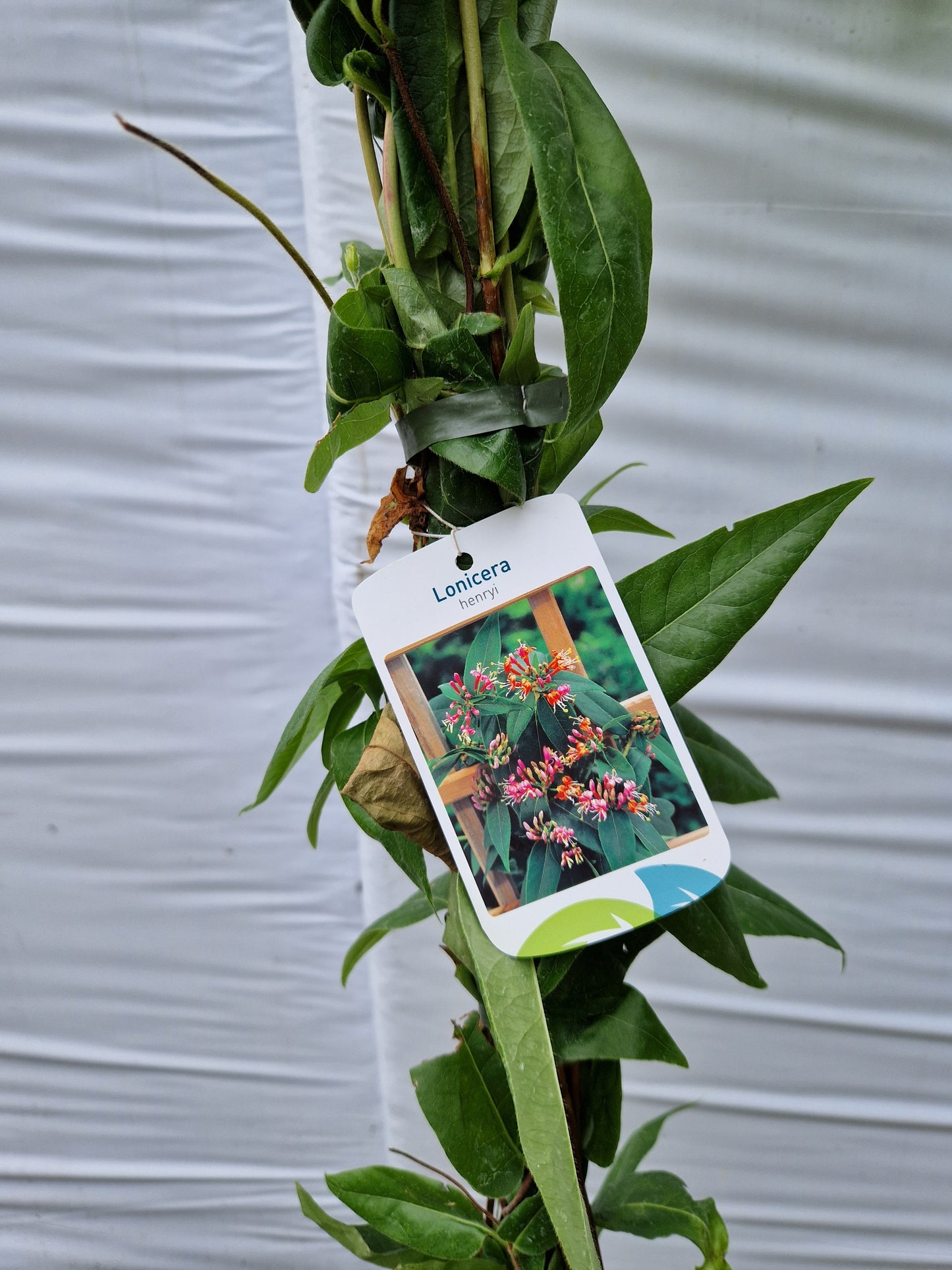 Lonicera henryi Kamperfoelie 160-180cm klimplant