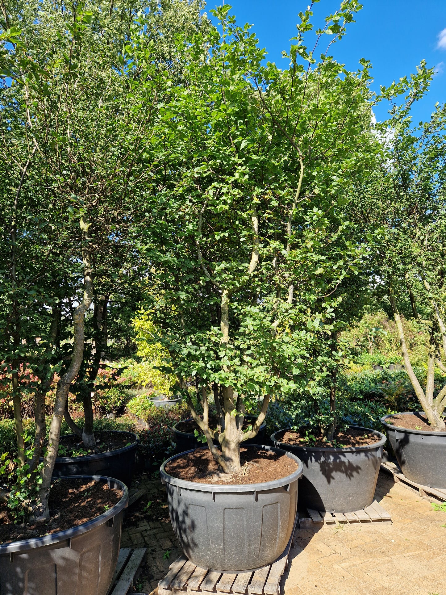 Carpinus betulus meerstammig XXL Beuk 10-15 jaar oud