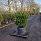 Pinus heldrechii Compact Gem Bosnische pijnboom