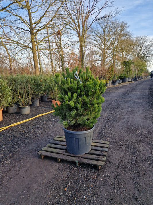 Pinus heldrechii Compact Gem Bosnische pijnboom