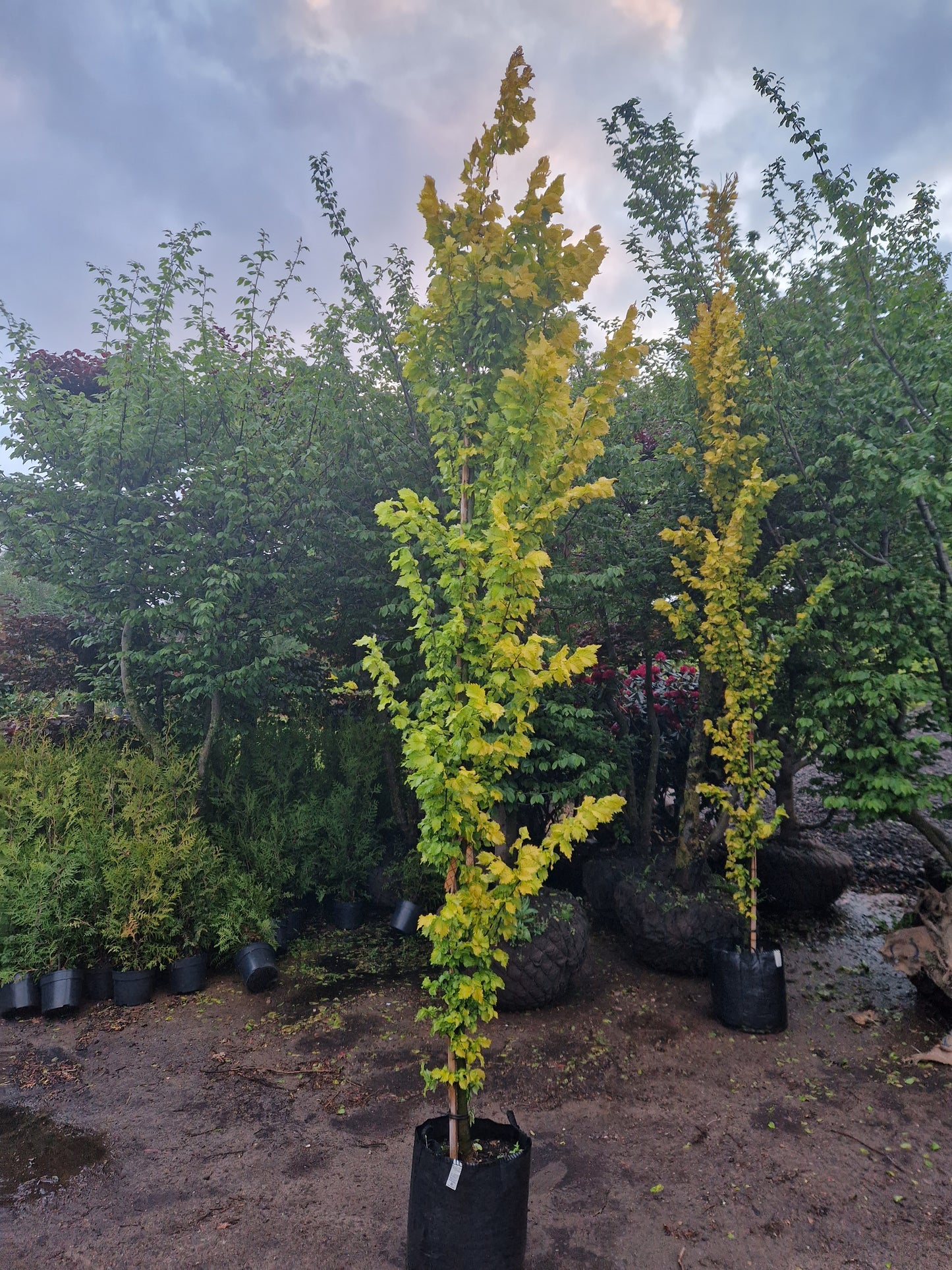 Ulmus hollandica Goudiep