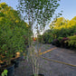 Betula utilis Doorenbos meerstammig