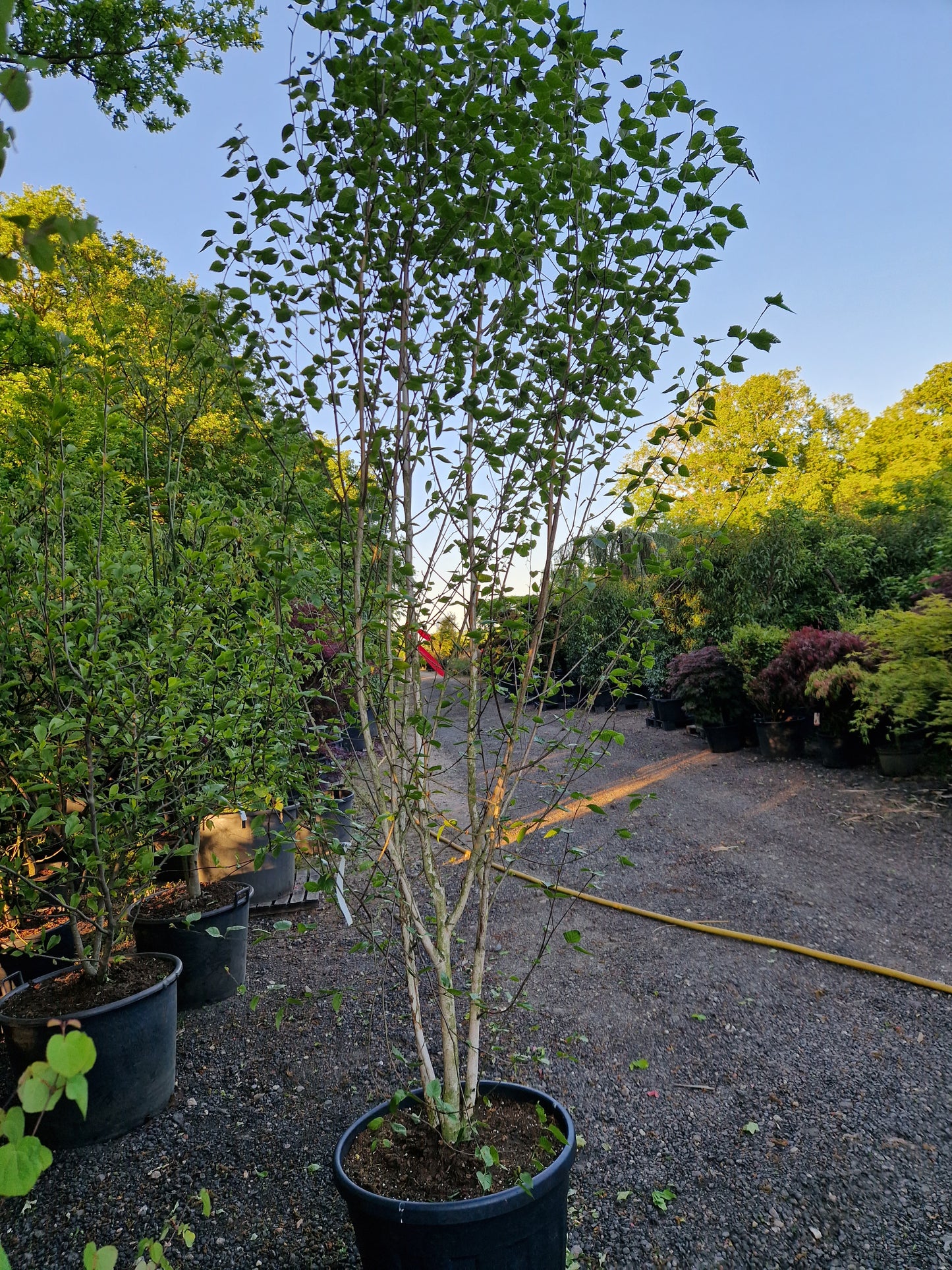 Betula utilis Doorenbos meerstammig