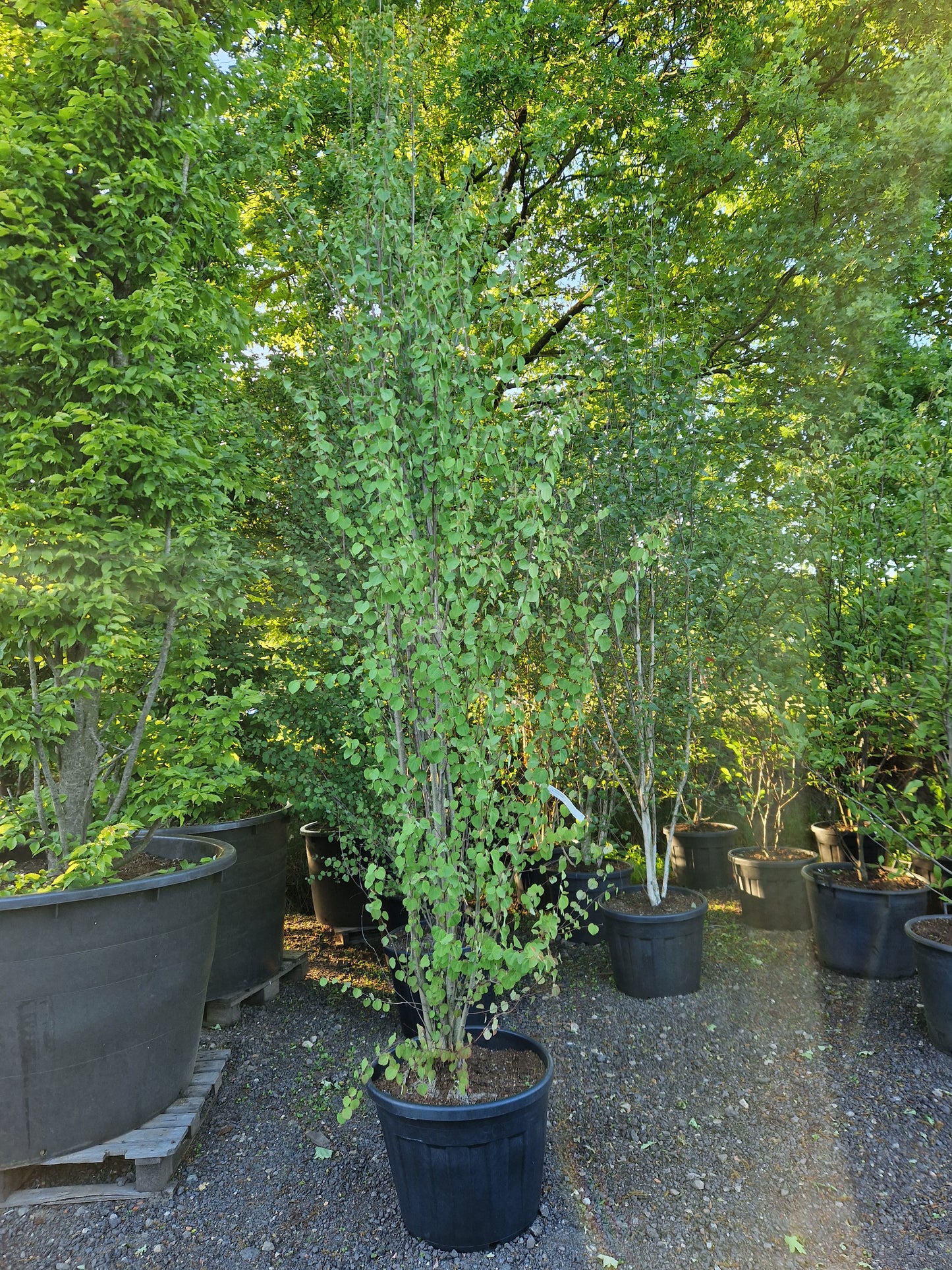 Cercidiphyllum japonicum koekjesboom 350-375cm