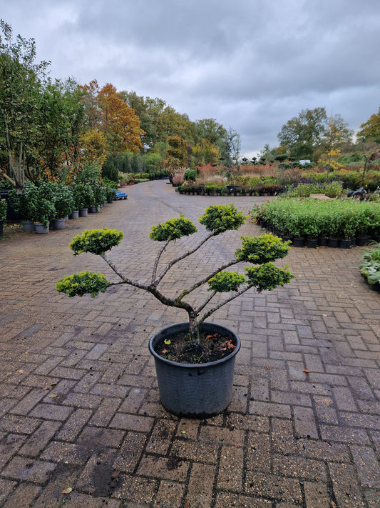 Taxus baccata Bonsai pom pon