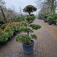 Pinus sylvestris Bonsai 1.4