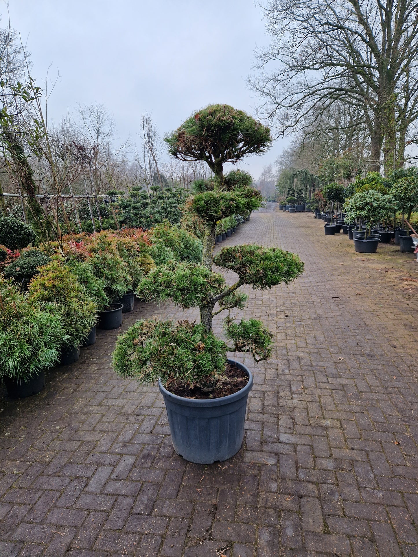 Pinus sylvestris Bonsai 1.4