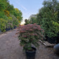 Acer palmatum Orangeola Japanse esdoorn 100cm