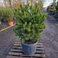 Pinus heldrechii Compact Gem Bosnische pijnboom