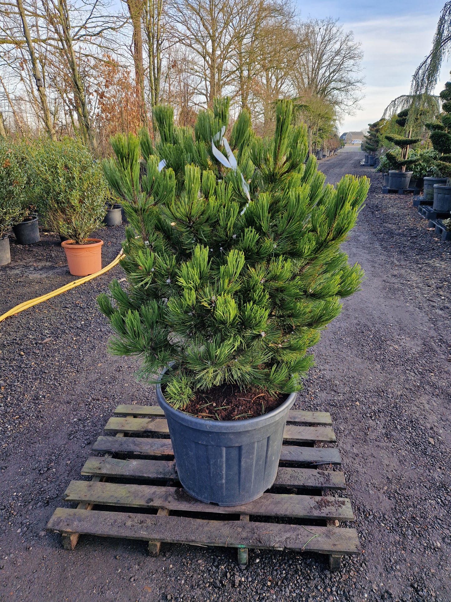 Pinus heldrechii Compact Gem Bosnische pijnboom