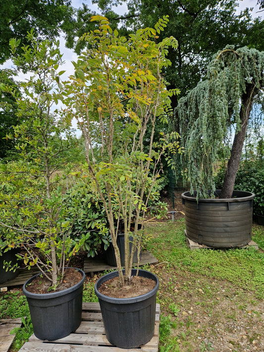 Decaisnea fargesii Augurkenstruik 175-200cm XXL