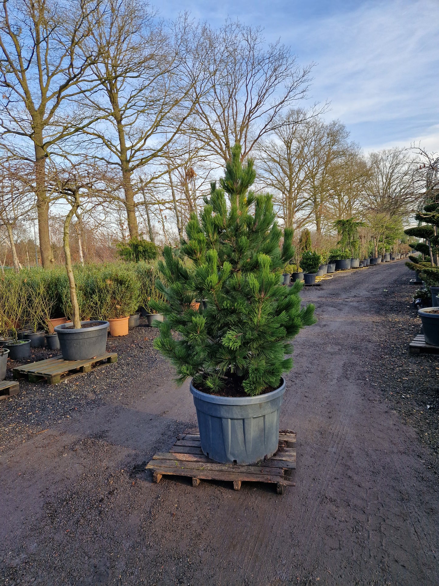 Pinus heldrechii Malinki Bosnische pijnboom 175-200cm