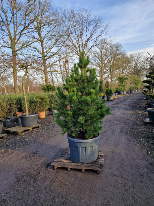 Pinus heldrechii Malinki Bosnische pijnboom 175-200cm
