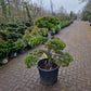 Pinus sylvestris Bonsai 1.3