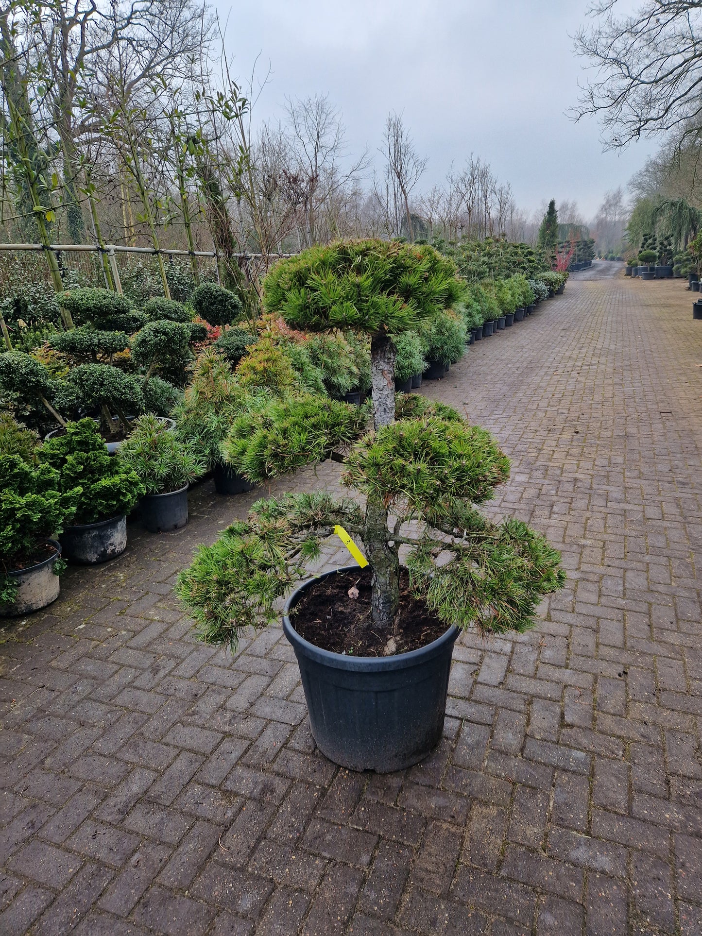 Pinus sylvestris Bonsai 1.3