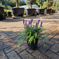Liriope muscari Ingwersen