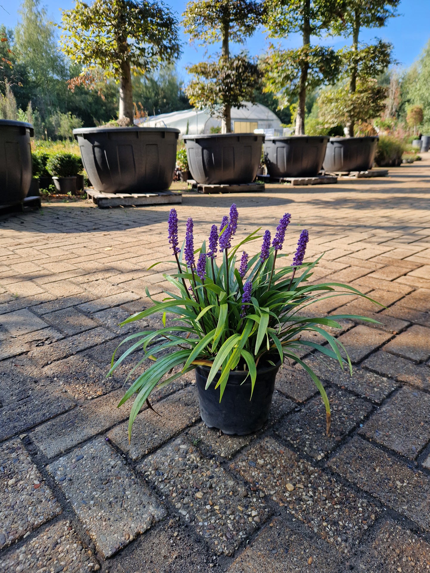 Liriope muscari Ingwersen
