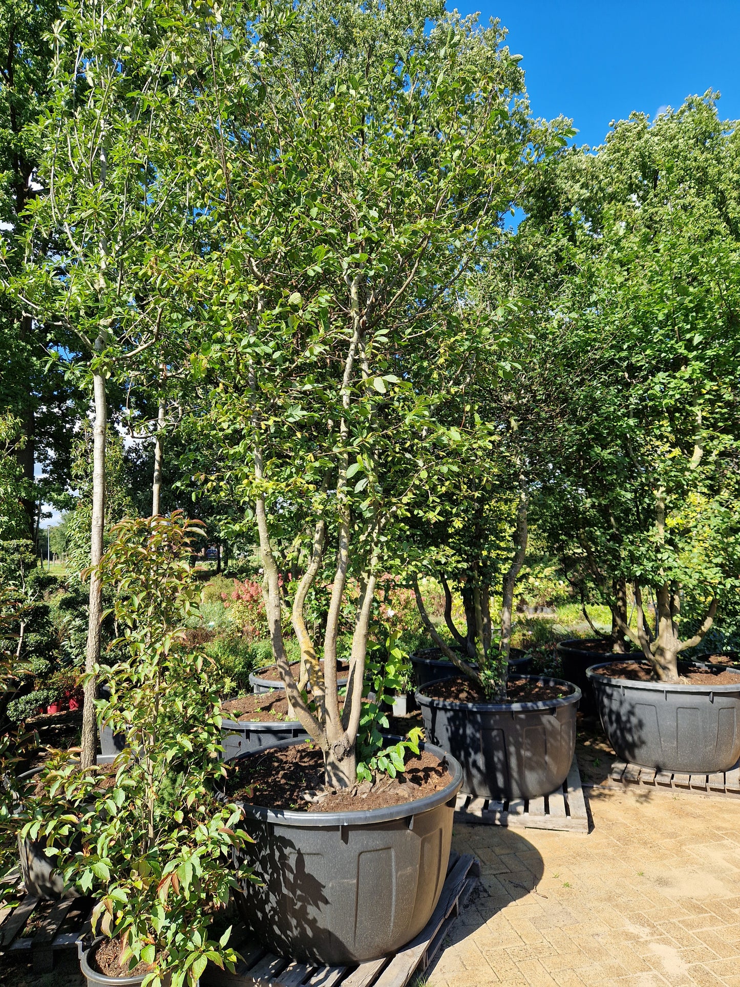 Carpinus betulus meerstammig XXL Beuk 10-15 jaar oud