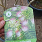 Albizia Julibrissin Ombrella Perzische slaapboom
