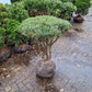 Pinus sylvestris Watereri scherm paraplu