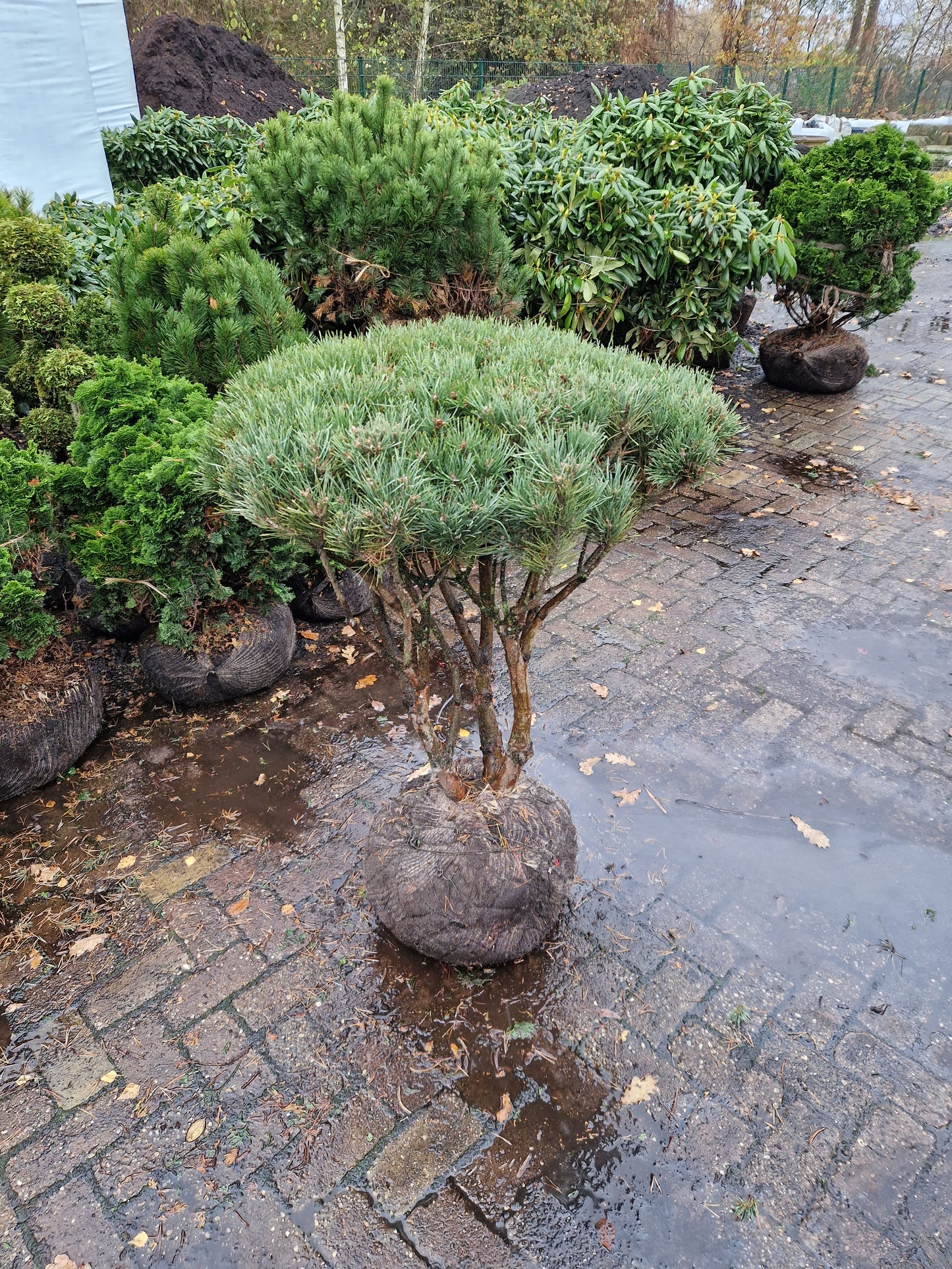 Pinus sylvestris Watereri scherm paraplu