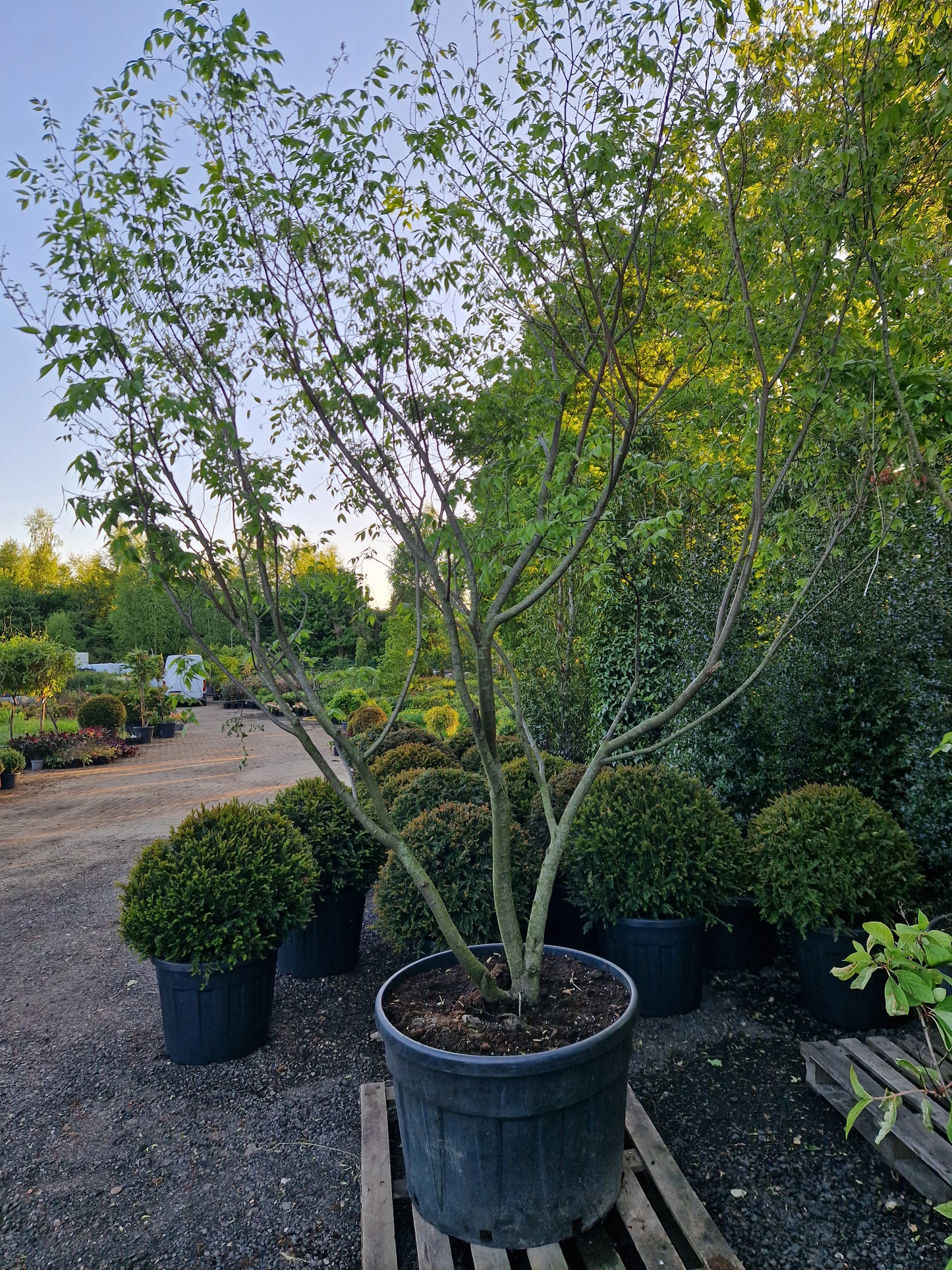 Zelkova Serrata meerstammig Japanse Iep 300-400cm