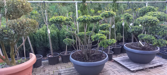 Ilex Crenata bonsai Japanse hulst in Sierpot