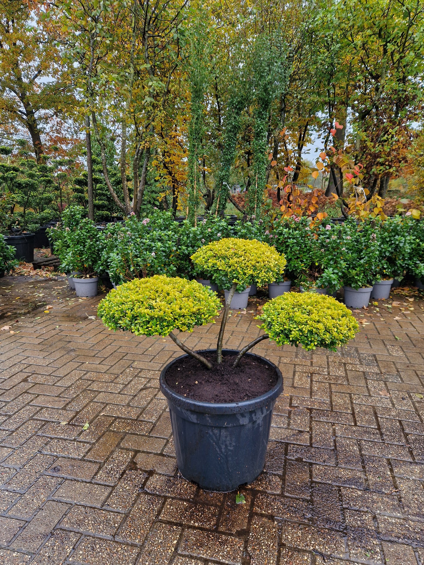Ilex Crenata Golden Gem bonsai Japanse hulst