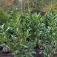 Prunus l. Caucasica Laurier Kluit okt-april