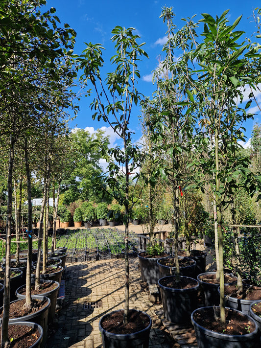 Castanea sativa Tamme kastanje 12-14cm hoogstam