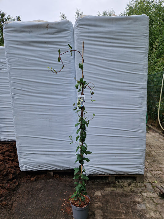 Lonicera periclymenum Kamperfoelie 160-180cm klimplant