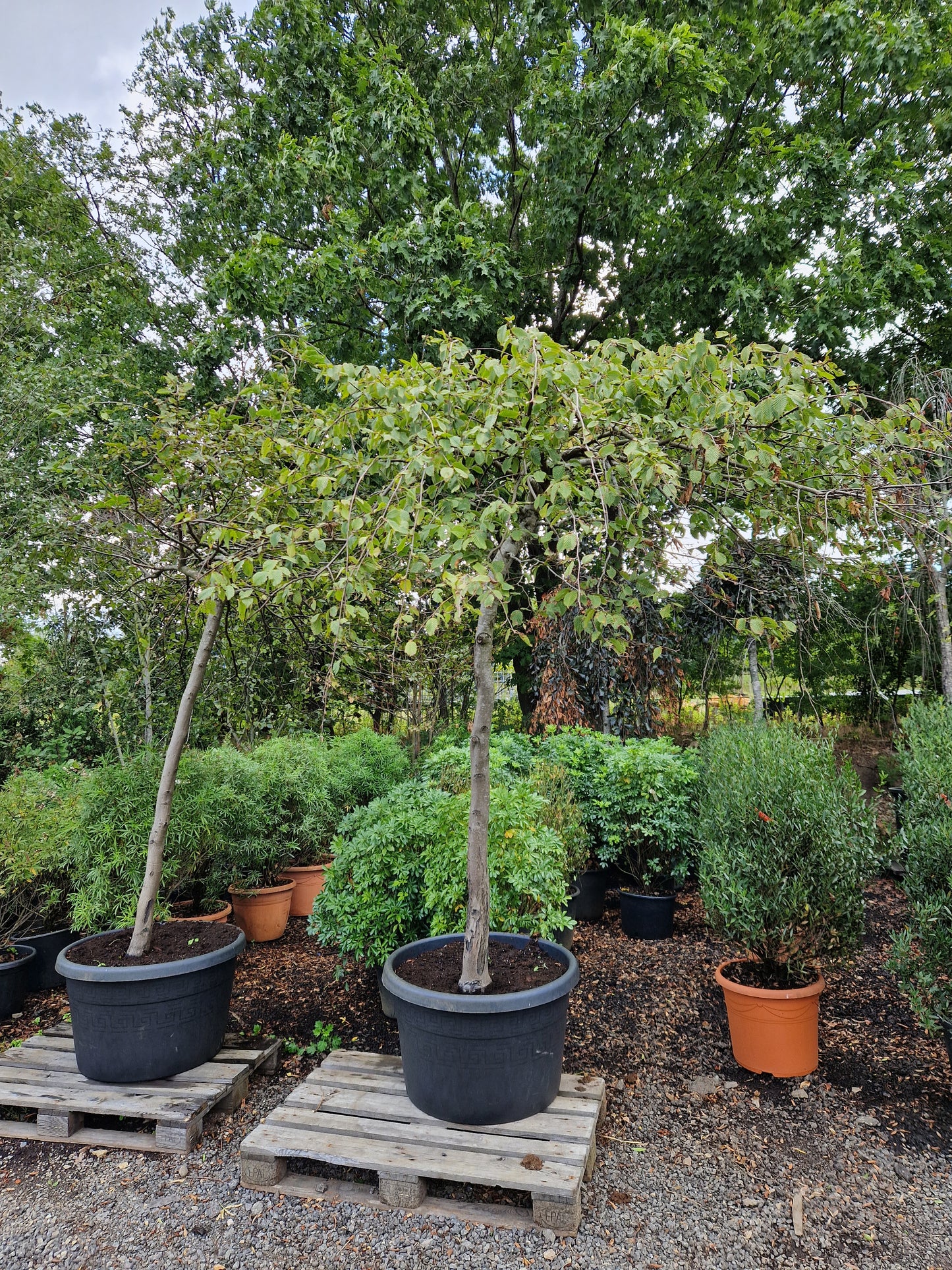 Carpinus Betulus Pendula treurbeuk