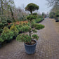 Pinus sylvestris Bonsai 1.4