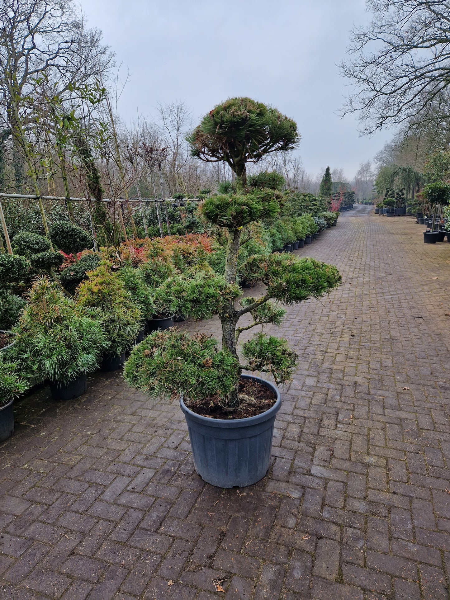 Pinus sylvestris Bonsai 1.4