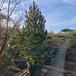 Pinus heldrechii Bosnische pijnboom 250-300cm