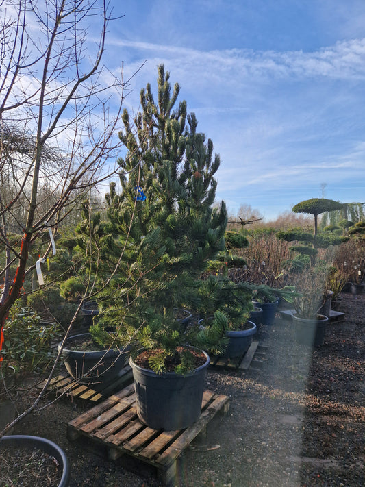 Pinus heldrechii Bosnische pijnboom 250-300cm