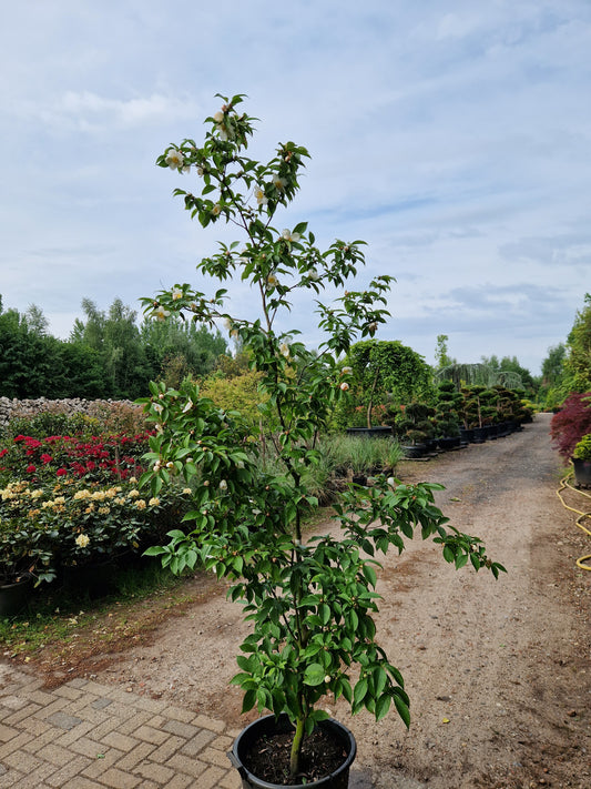 Stewartia Pseudocammelia schijncamelia