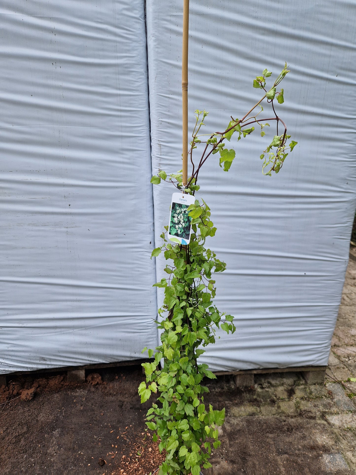 Clematis vitalba 160-180cm klimplant