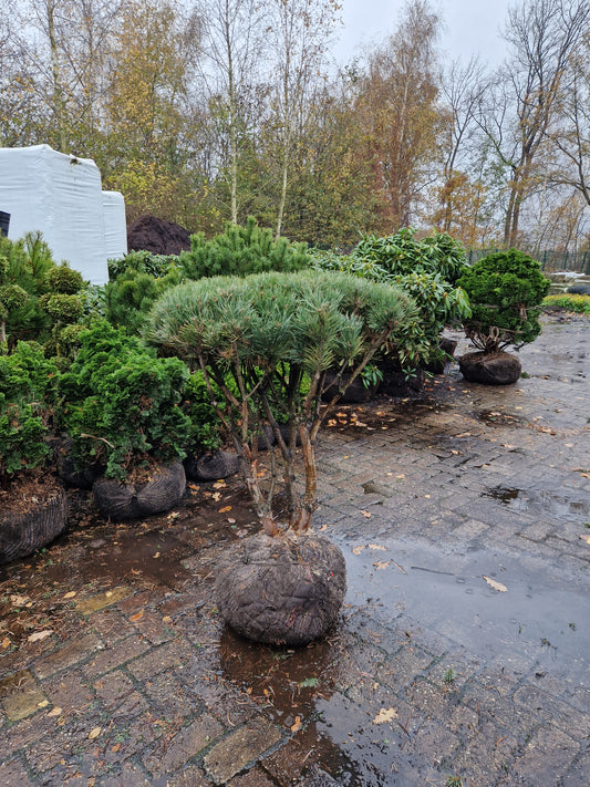 Pinus sylvestris Watereri scherm paraplu