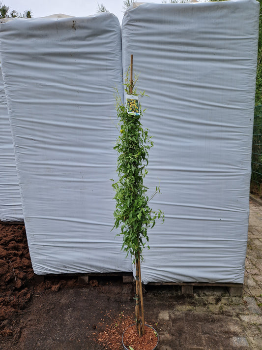 Clematis subsp. tangutica 160-180cm Klimplant