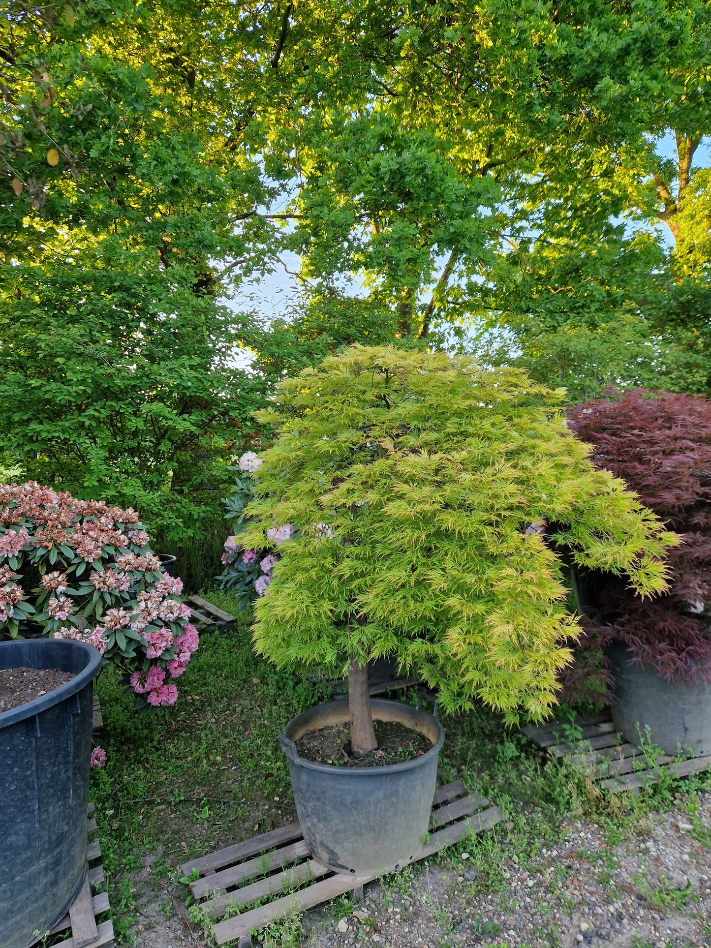 Japanse esdoorn groen