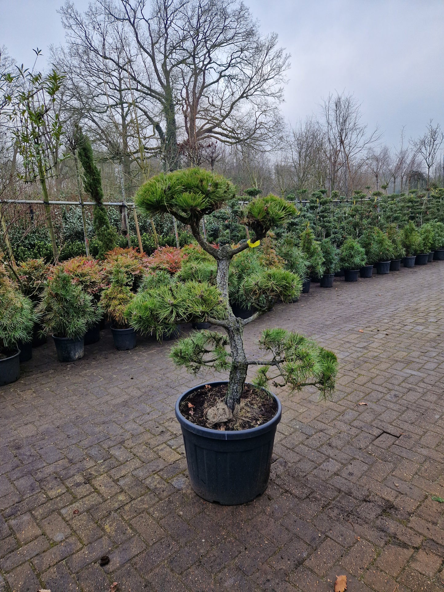 Pinus sylvestris Bonsai 1.7