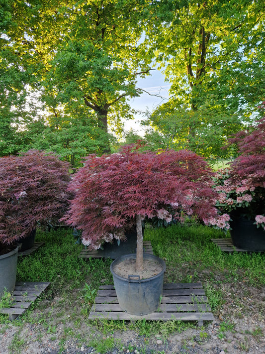 Japanse esdoorn rood